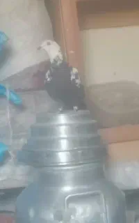 کفتر ماده