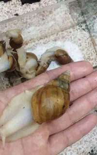 حلزون