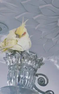 طوطی عروس نر و ماده لوتینو همراه قفس