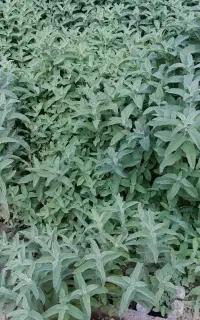 فروش پونه کوهی