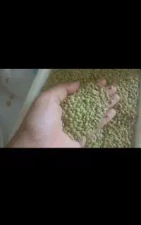 عدس محلی کالپوش