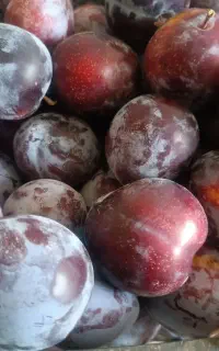 آلو کالیفرنیا