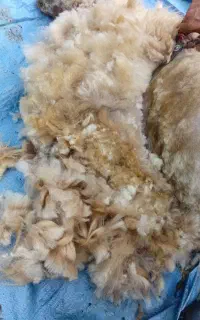 فروش پشم گوسفندی بهاره