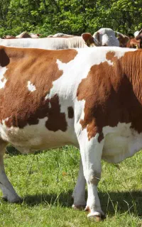 کارگر گاوداری