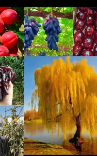 زرشک گردو بادام صنوبر.  کبوده. و نهال میوه