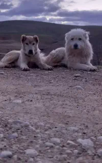 سگ بوجی