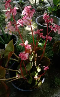 گل های سبز و رنگی