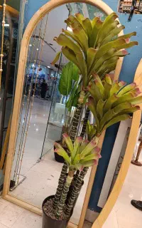 انواع درختچه وارداتی