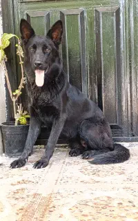 ژرمن بلک فروش و معاوضه