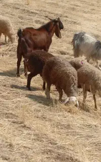 سابرین نر بز