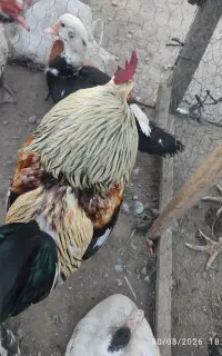 خروس