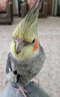 یک عروس هلندی گم شده