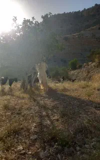 بز داشتی