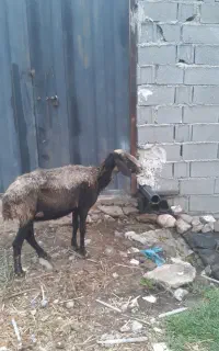 بره گوسفند۲شکم