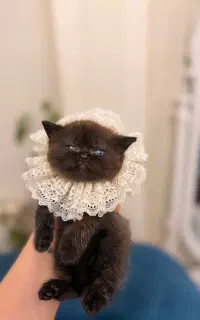 گربه بریتیش چاکلت