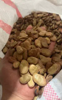 باقله شوشتر