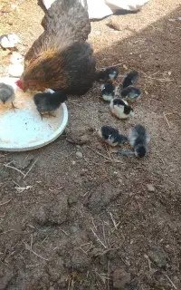 مرغ مرندی به همراهه ۱۴ عدد جوجه گلین