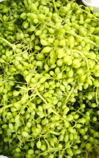 کشمش غوره