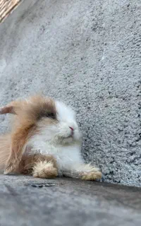 خرگوش ۲ عدد