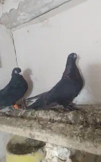 کبوتر