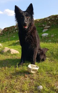 سگ ژرمن