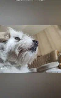 سگ گمشده مژدگانی ۴ ملیون سیاهکل توتکی