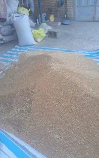 گندم تمیز