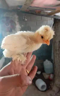 جوجه مرغ و بوقلمون یک روزه به بالا