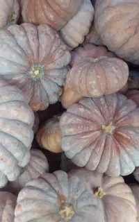 ۱۰ تن کدو