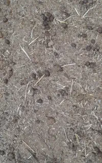 کودگوسفندی