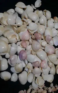 صدف تمیز و بدون بو