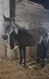 فروش اسب