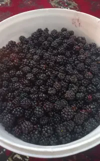 تمشک جنگلی تازه