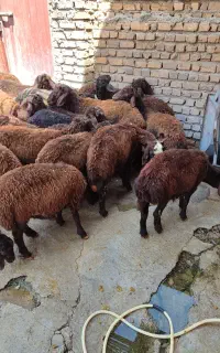 بره لاغر تمام قزل افشار