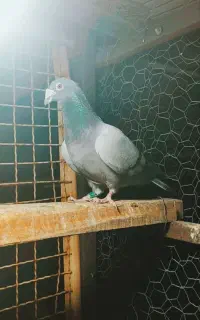 کبوتر پلاکی گم شده