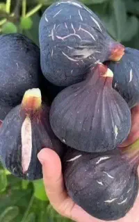 فروش نهال انجیر استهبان +لیبل دار تضمینی