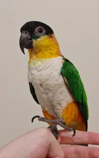 کایک ماده دستی متولد آبان 1403