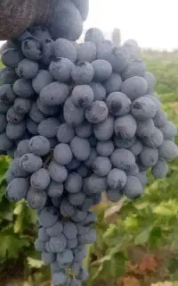 نهال انگورمویز ترکمن ۴بیدانه