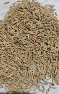 فروش انواع شالی