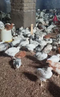 جوجه مرغ محلی قیمت  ۲۴۰تعداد نامحدود