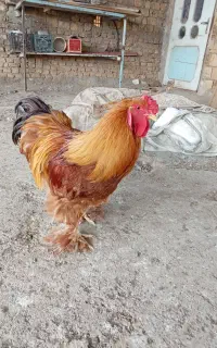 فروش خروس برهما