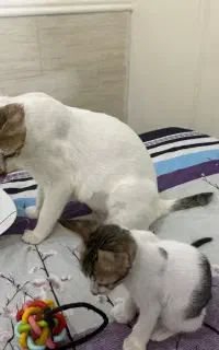 واکذاری گربه مادر و بچه گربه