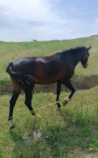 اسب چهار به پنج کرد مادیان