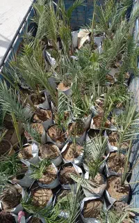 فروش انواع پاجوش