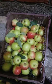 فروش سیب شکی برای خوردن ومربا  اهر 80هزارتومان