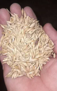 جو ال‌بی صحرا شیش‌پر بذری