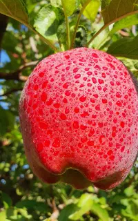 رنگ دهی / سایزدهی / افزایش تناژ سیب رد و گلدن