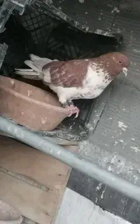 تهرانی درجه یک