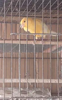 چندتا قناری سوپری