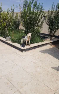 سگ اکیتا نژاد اصلی